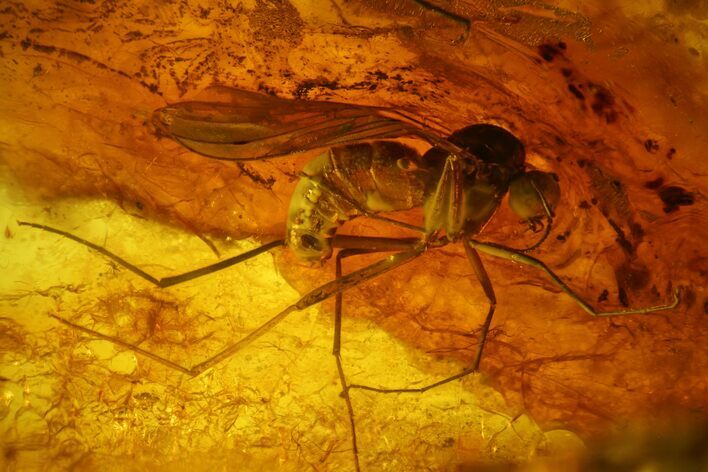 Fossil Fly (Diptera) and Beetle (Coleoptera) In Baltic Amber #173690